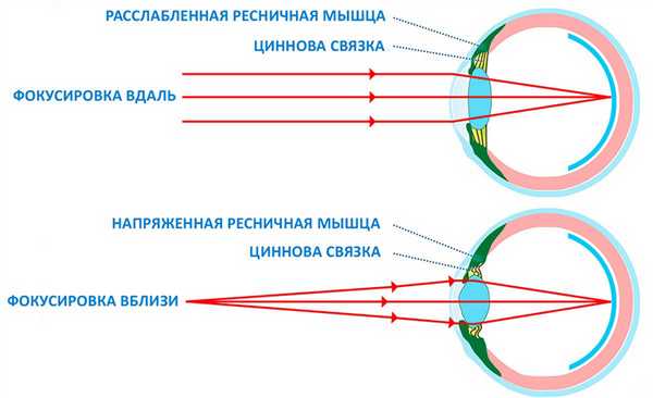 Глаза человека обладают способностью видеть на разных расстояниях