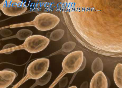 спермиоцитогенез