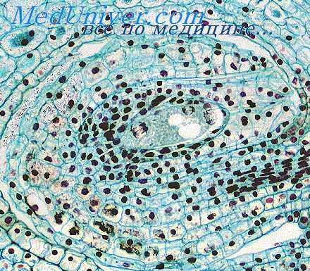 формирование сперматозоидов