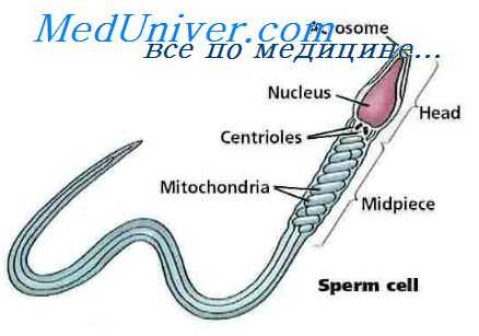 спермиогистогенез