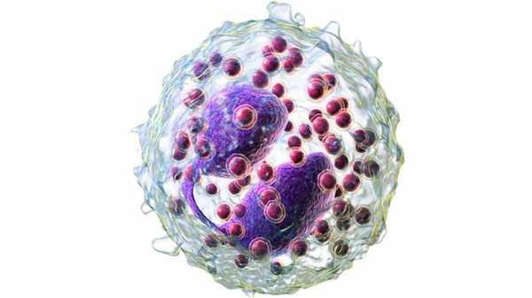 Что такое сперматогенез?