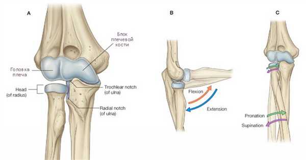 обследование локтевого сустава