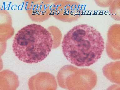 иммунонейрофармакология астмы