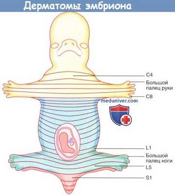 Дерматомы эмбриона