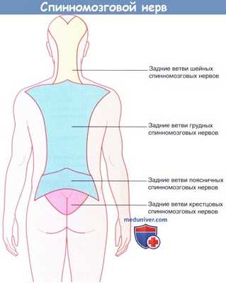Спинномозговой нерв