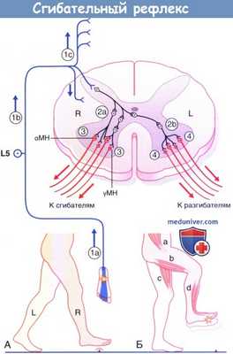 Сгибательный рефлекс нижней конечности