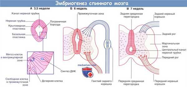 Эмбриогенез спинного мозга
