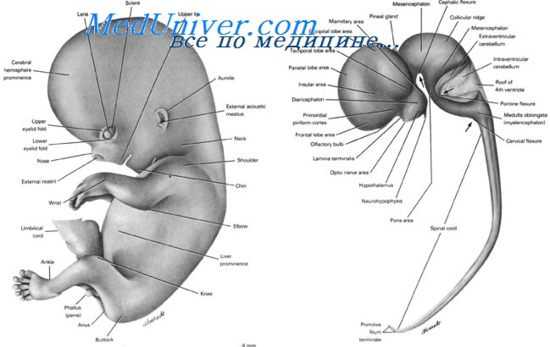 спинномозговые нервы плода