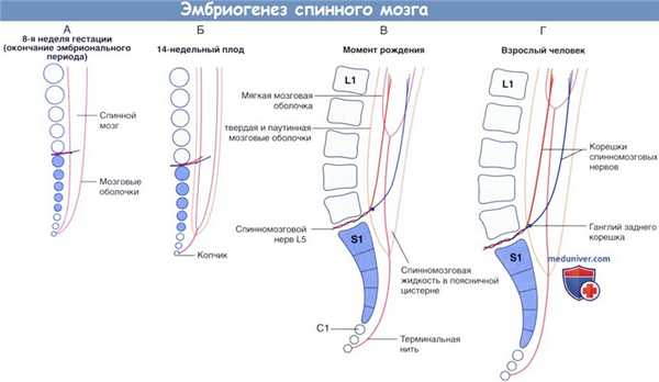 Эмбриогенез спинного мозга