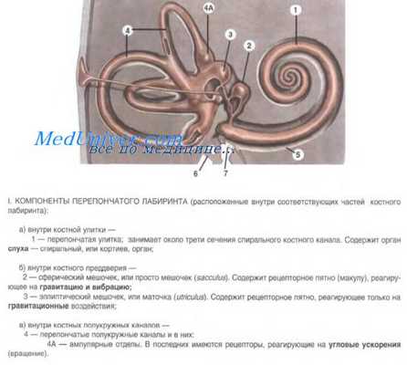 строение органа равновесия