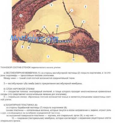 спиральный орган