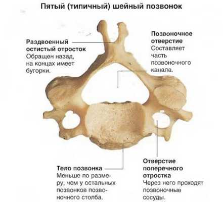 Пятый (типичный) шейный позвонок
