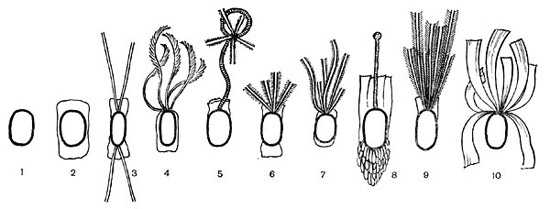 выросты на спорах