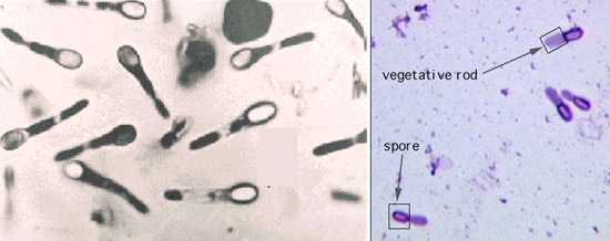 терминальные эндоспоры C
