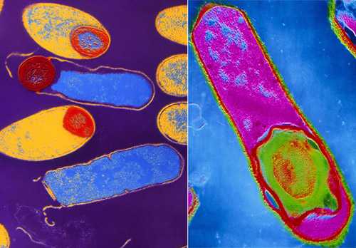 бактерии рода клостридиум
