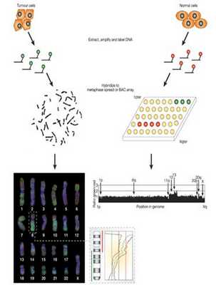 Схема проведения сравнительной геномной гибридизации