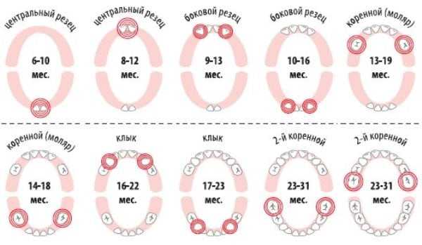 сроки появления зубов