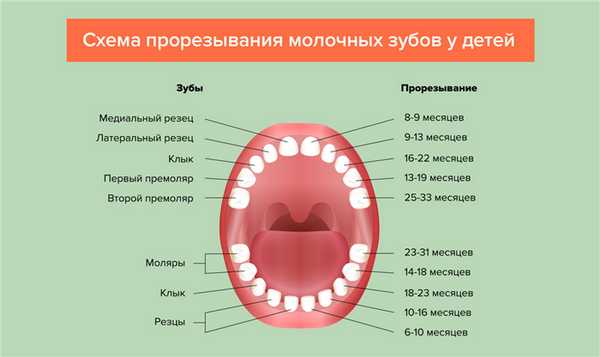 Схема прорезывания молочных зубов у детей в картинках