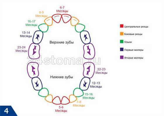 Схема прорезывания зубов у детей без патологии