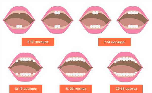 Схема прорезывания молочных зубов у детей