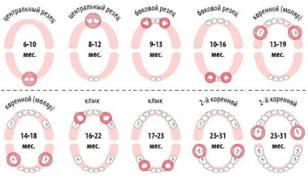 Примерные сроки формирования молочного прикуса