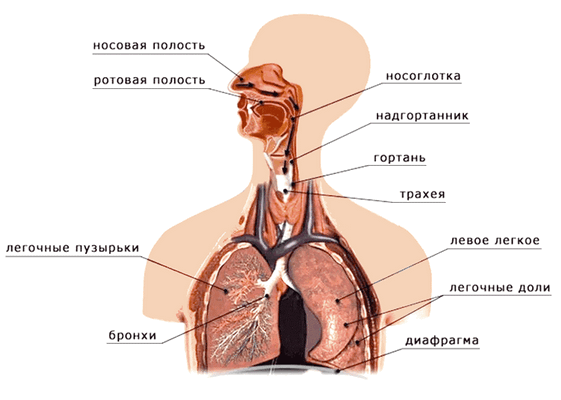 Дыхательная система человека