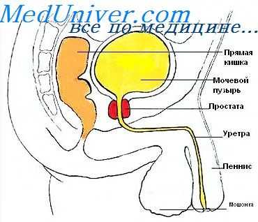гормональная регуляция простаты