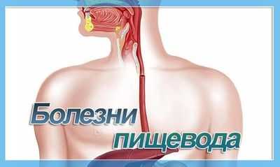 Пищевод человека