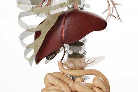 Нарушение функции печени - Клиника ЛОРДМЕД