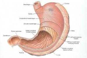 Стеноз привратника - патологическое состояние