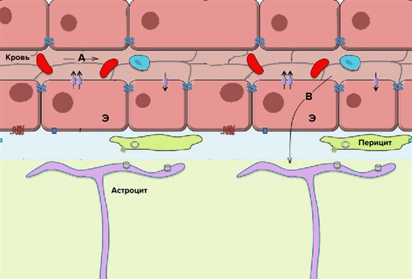 Схема строения гематоэнцефалического барьера