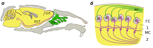 Строение обонятельной системы