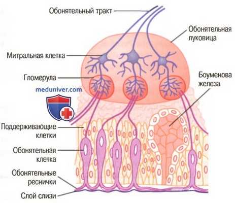 Первые обонятельные ощущения. Передача обонятельных сигналов