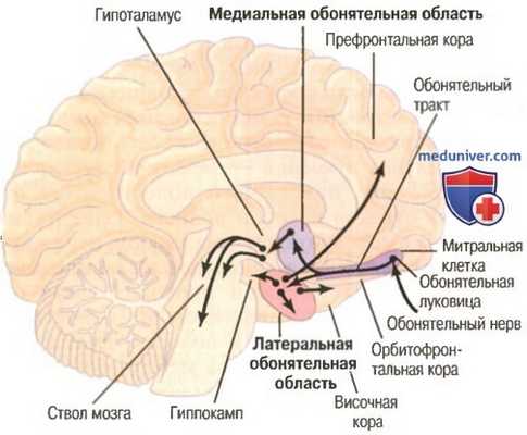 Первые обонятельные ощущения. Передача обонятельных сигналов