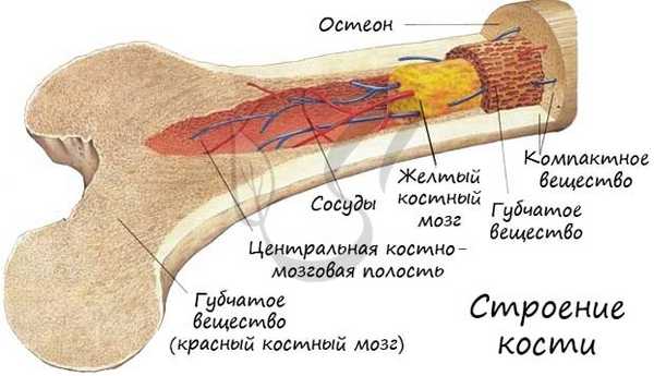 Строение кости