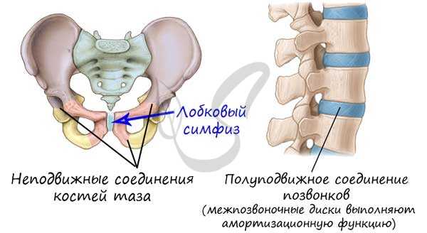 Неподвижные и полуподвижные соединения костей