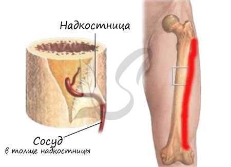 Надкостница
