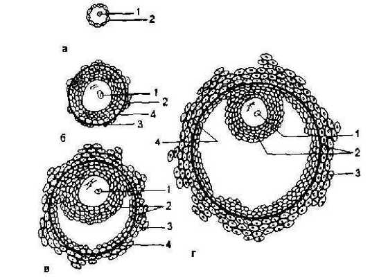 Яичники. Циклические изменения в яичниках.