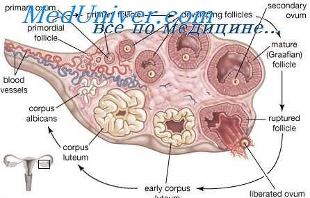строение фолликулов