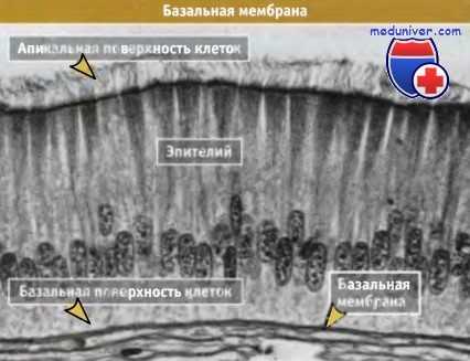 Базальная мембрана