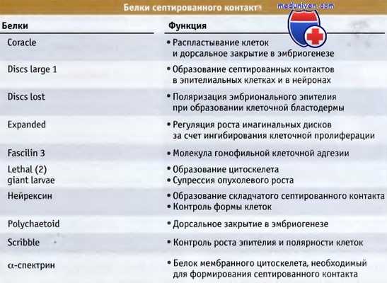 Белки септированного контакта