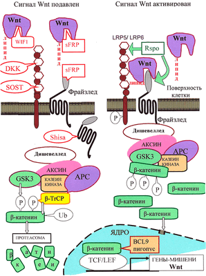 Канонический путь Wnt-сигнализации