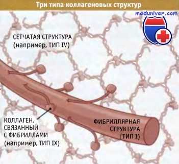 Типы коллагеновых структур