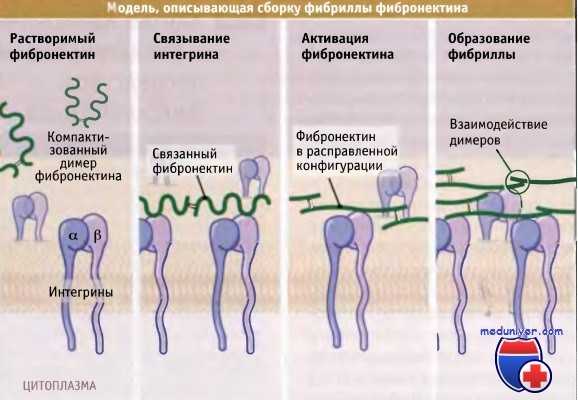 Сборка фибрилл фибронектина