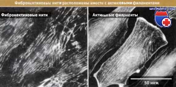 Фибронектиновые нити