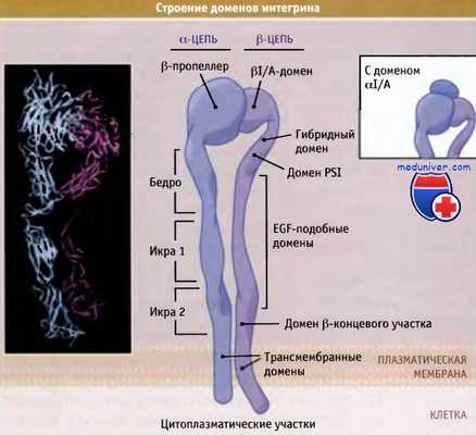 Строение доменов интегрина