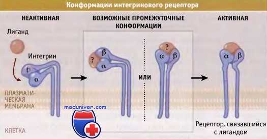 Конформации интегринового рецептора