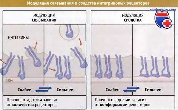 Интегриновые рецепторы