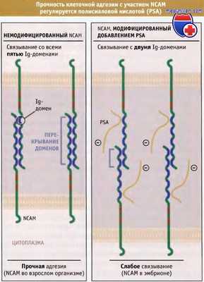 Прочность клеточной адгезии с участием NCAM