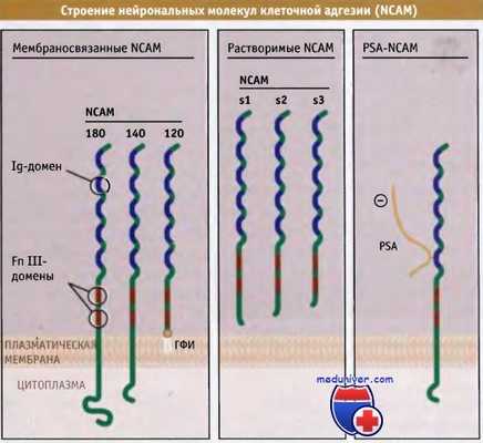 Строение нейрональных молекул клеточной адгезии - NCAM